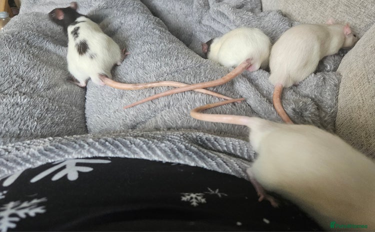 Rat rodents - Advert 13