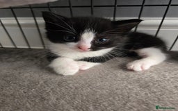 Domestic Shorthair cats for sale: 3 Adorable Kittens - Image 11