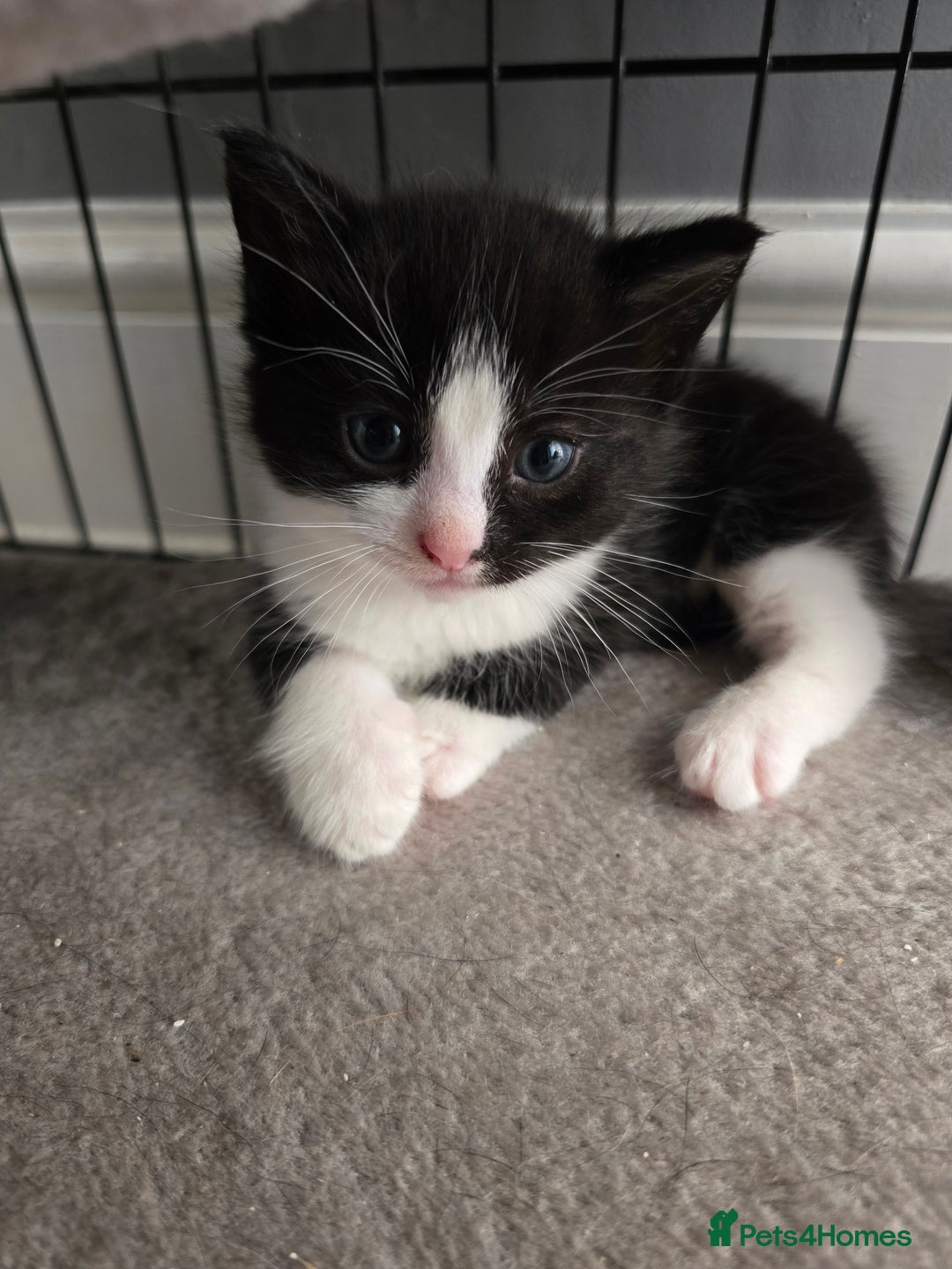 Domestic Shorthair cats for sale: 3 Adorable Kittens - Image 11