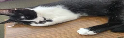 Mixed Breed cats for sale: Can't afford to keep and to many to manage  - Advert 8