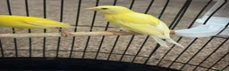 Canaries birds for sale: 3 yellow canaries /read the description - Advert 4