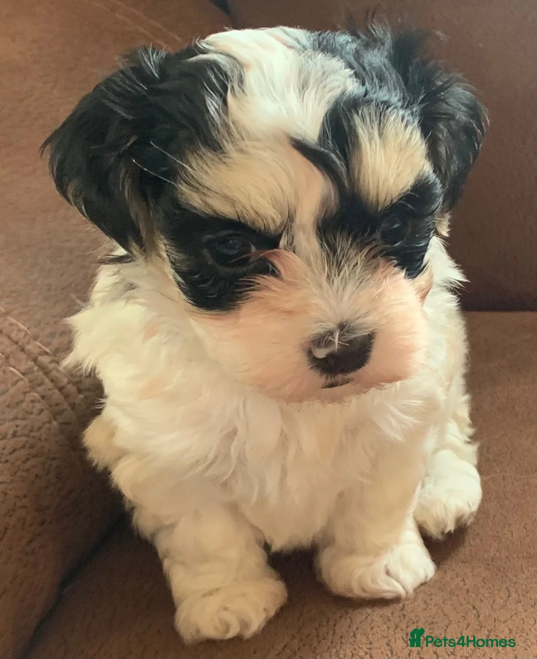 Maltese dogs for sale: Beautiful 7/8 Maltese Girl  - Advert 5