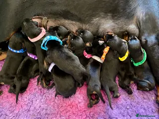 Dobermann dogs KC REGISTERED DOBERMAN PUPPIES - Advert 2