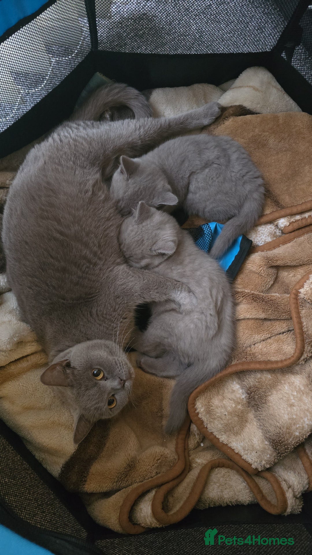 British Shorthair cats for sale: 1 beautiful BSH pedigree girl remaining🐾  - Advert 12