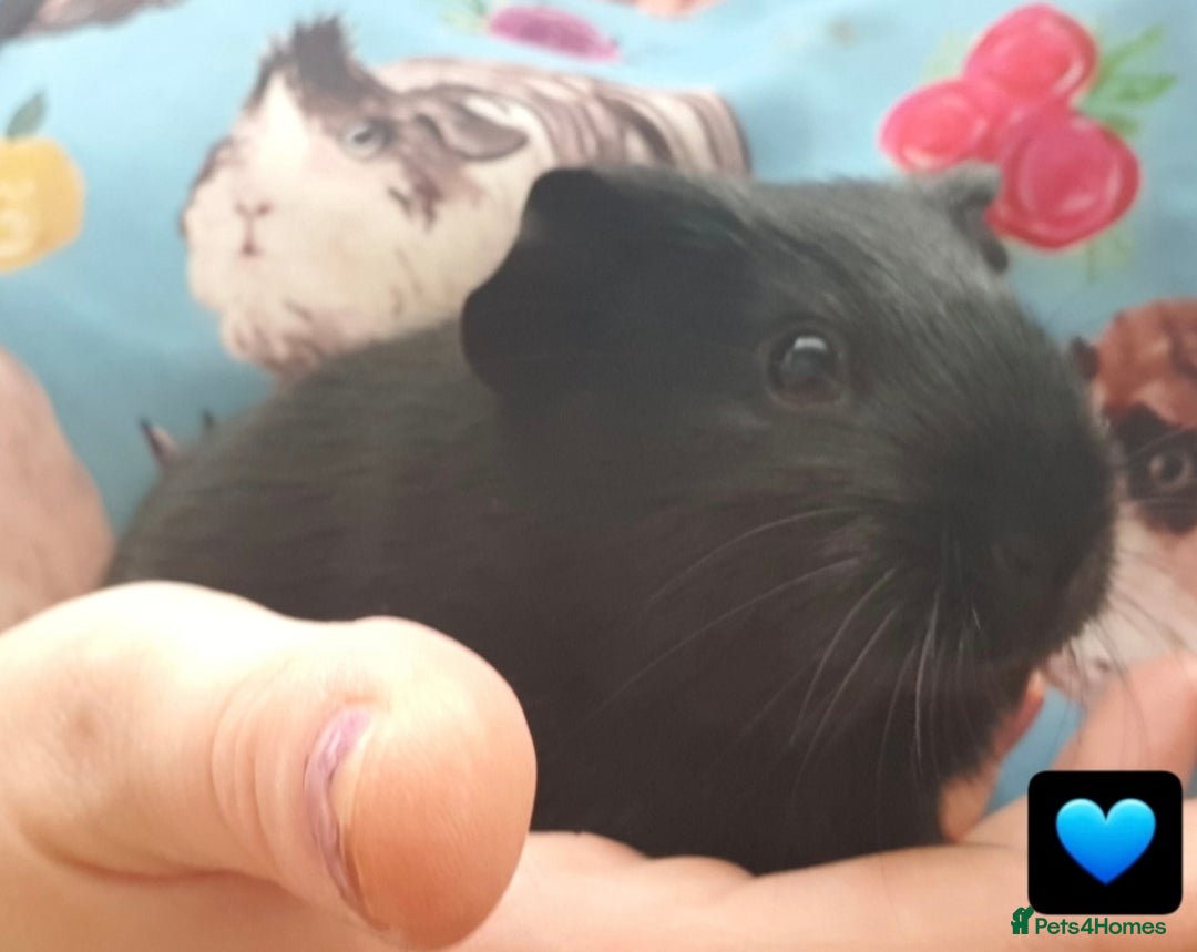 Guinea Pig rodents for sale: Beautiful guinea pigs  - Image 7