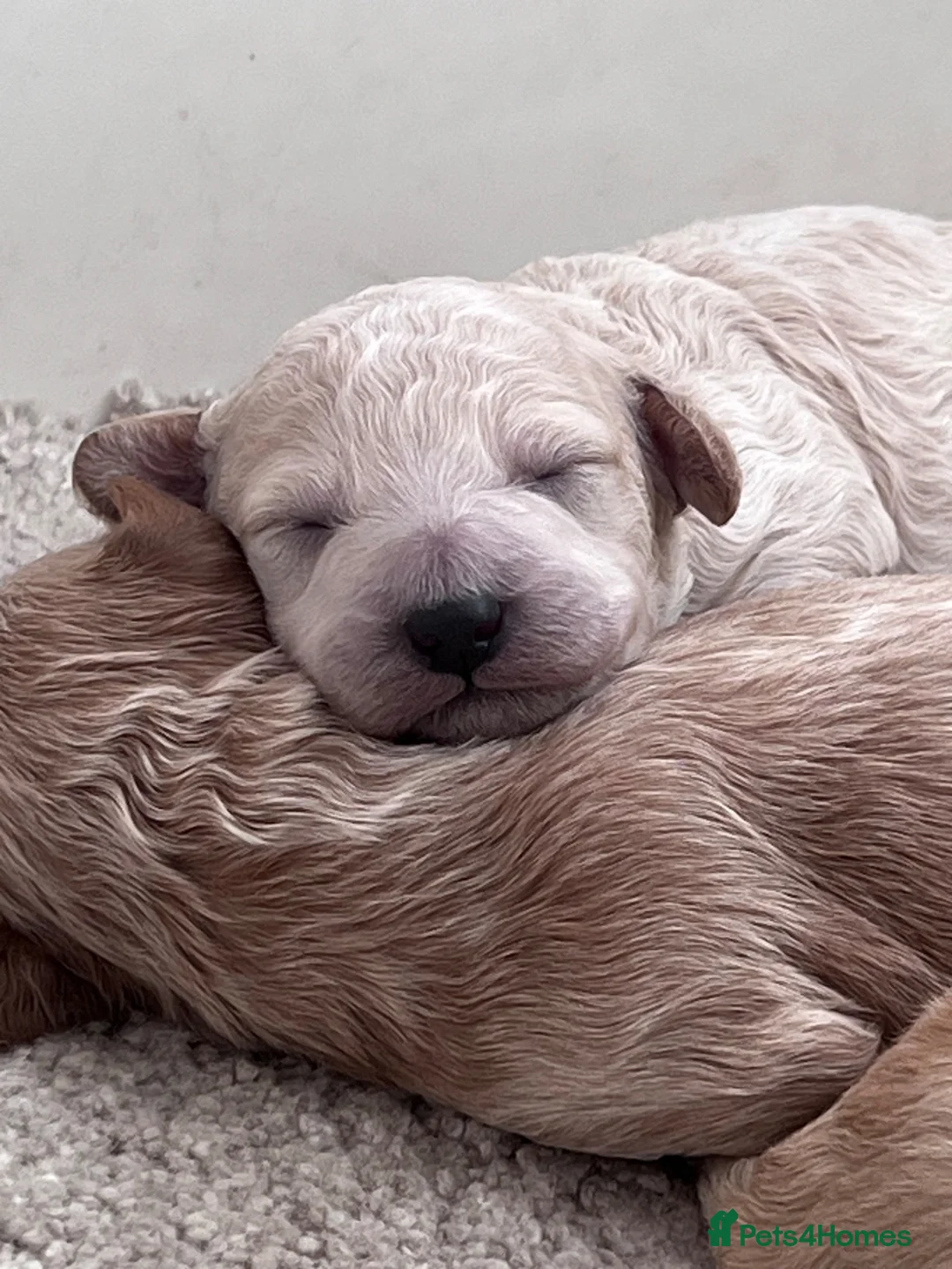 Cockapoo dogs for sale: Beautiful litter of cockapoo  - Advert 1