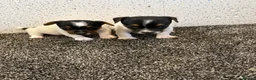 Jack Russell dogs for sale: Traditional Jack Russell Puppies  - Advert 10