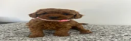 Miniature Poodle dogs for sale: Kc registered Miniature poodles Teddy bear  - Advert 9