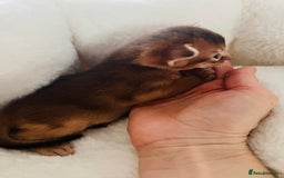 Abyssinian cats for sale: 🥇 5+ Gen Champ🏆 Fawn🤍Blue💙 girls🤎choco🧡ruddy - Image 15