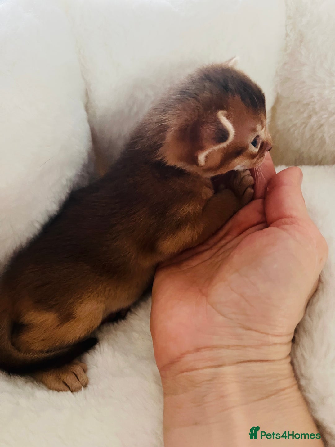 Abyssinian cats for sale: 🥇 5+ Gen Champ🏆 Fawn🤍Blue💙 girls🤎choco🧡ruddy - Image 15