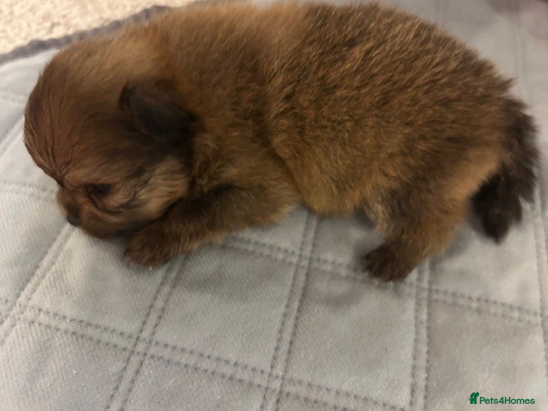 Pomeranian dogs for sale: Tiny Pomeranian Puppies - Advert 24