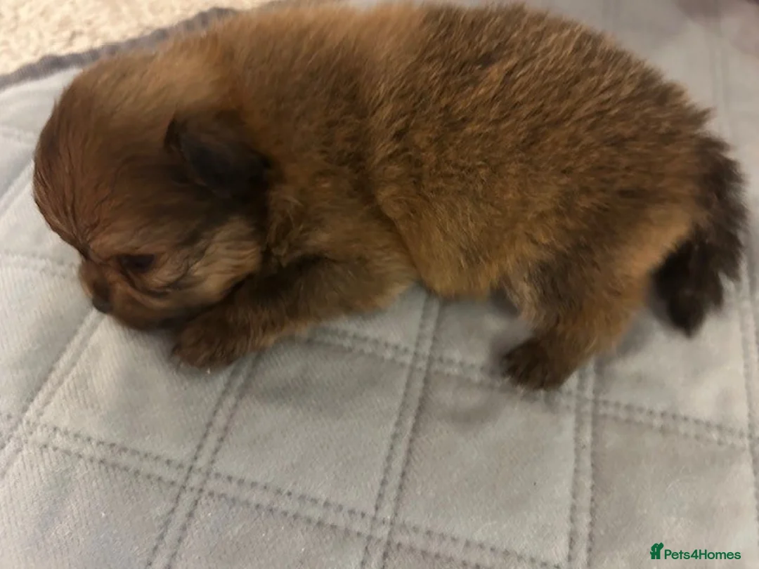 Pomeranian dogs for sale: Tiny Pomeranian Puppies - Advert 24