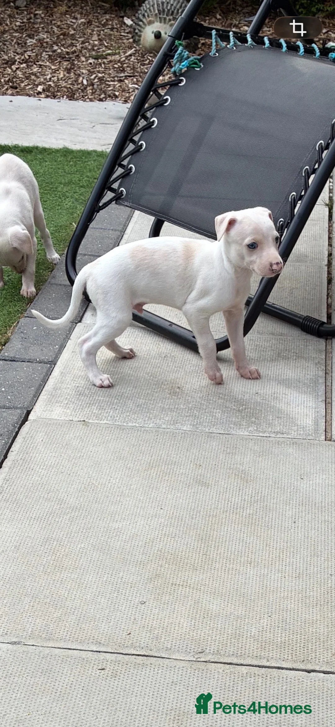 Italian Greyhound dogs for sale: Italian greyhound puppies  - Advert 2