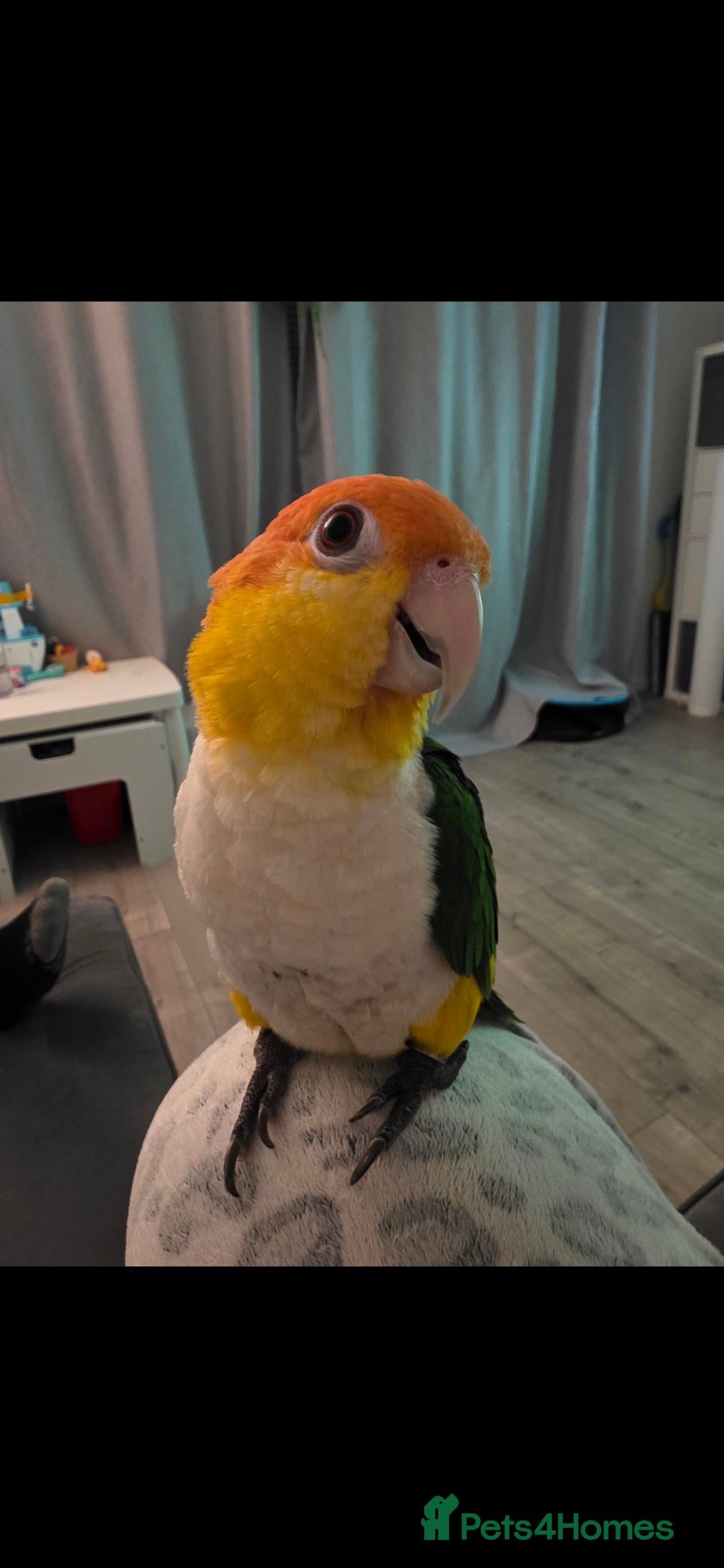 Parrots birds Male Caique close rung, dna sexed, silly tame - Advert 9