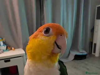 Parrots birds Male Caique close rung, dna sexed, silly tame - Advert 21