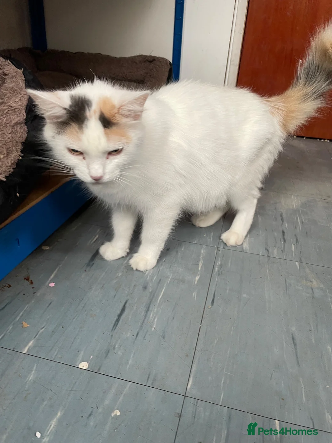 Mixed Breed cats for sale: Four Lovely Kittens For Sale - £90 - Advert 16