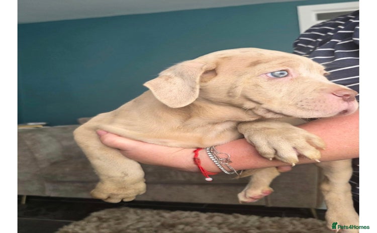 Cane Corso dogs - Advert 1