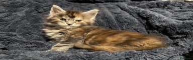 Maine Coon Kitten 4
