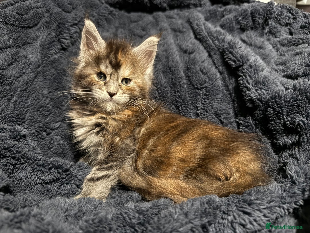 Maine Coon cats for sale: 7 beautiful Maine coon full breed kittens  - Advert 5