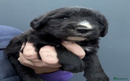 Mixed Breed dogs for sale: f1 St Berdoodle Pups - Image 6