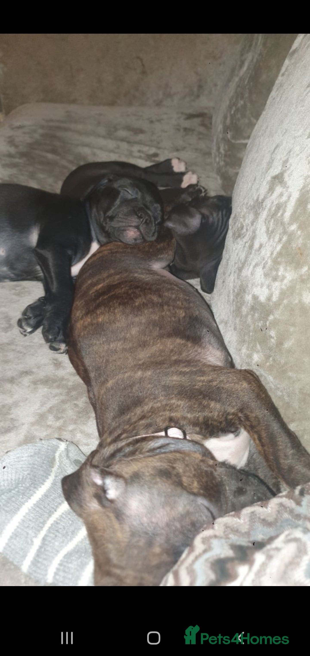 Staffordshire Bull Terrier dogs for sale: 2 boy pups Staffies - Image 5