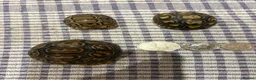 Tortoise reptiles for sale: Leopard tortoise baby’s  - Advert 6