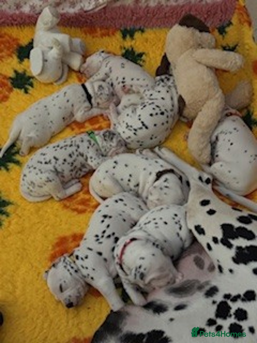 Dalmatian dogs for sale: Tamilanda Dalmatian's  - Image 19