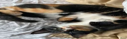 Domestic Shorthair cats for sale: Domestic SH kittens for reserve ₍^. .^₎⟆ - Advert 12