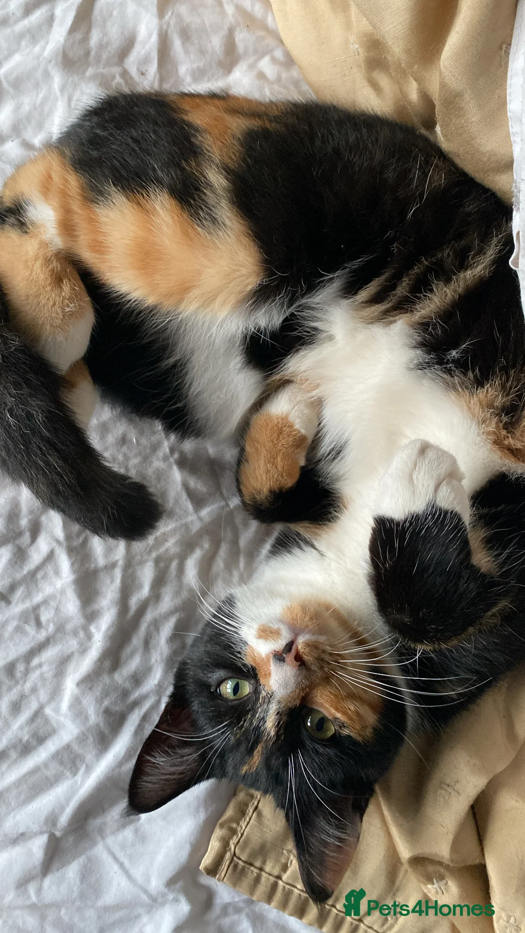 Domestic Shorthair cats for sale: Domestic SH kittens for reserve ₍^. .^₎⟆ - Advert 12