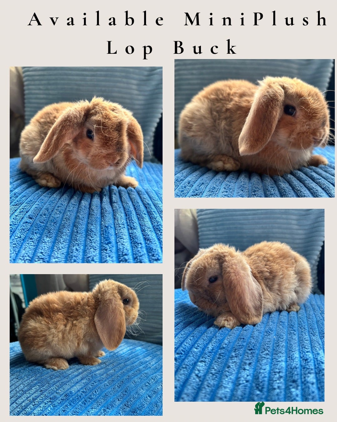 Mini Lop rabbits 🦋Pure Breed Mini plush lop 🦋 - Advert 1