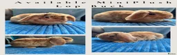 Mini Lop rabbits for sale: 🦋Pure Breed Mini plush lop 🦋 in Halstead - Advert 1