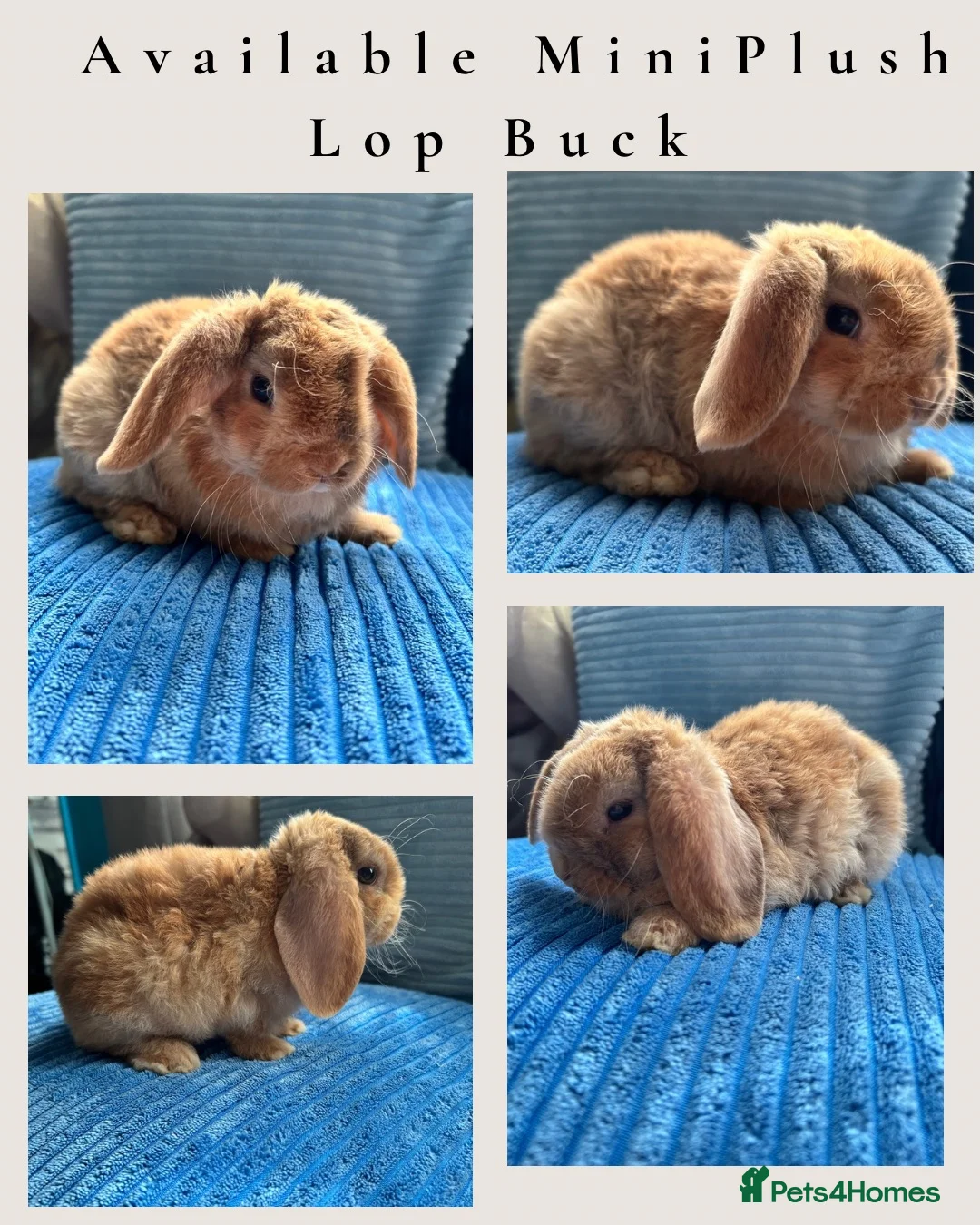 Mini Lop rabbits for sale: 🦋Pure Breed Mini plush lop 🦋 in Halstead - Advert 1