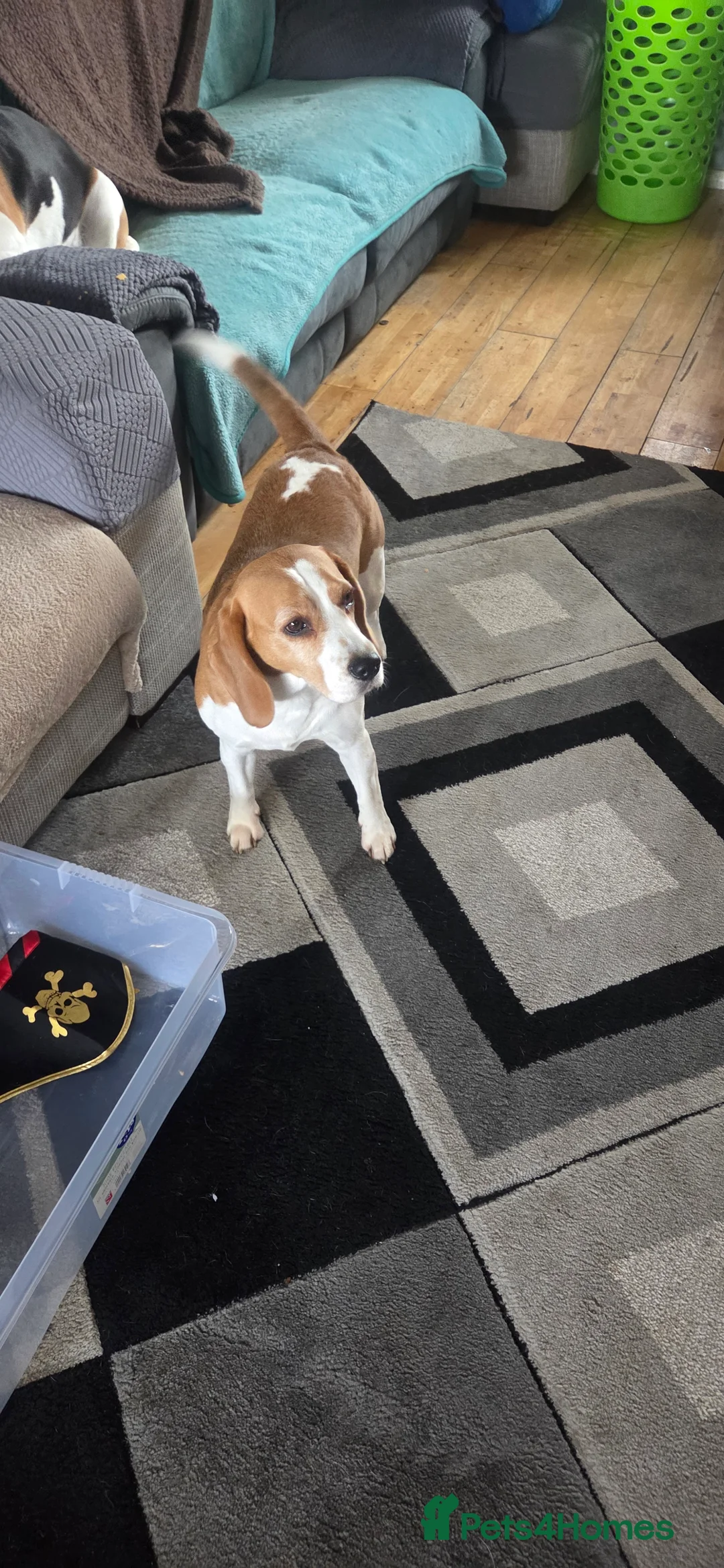 Beagle dogs for sale: Luna the beagle  in Stafford - Advert 1