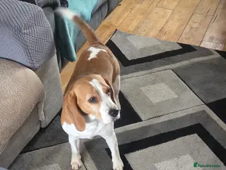 Beagle dogs Luna the beagle in Stafford - Advert 4