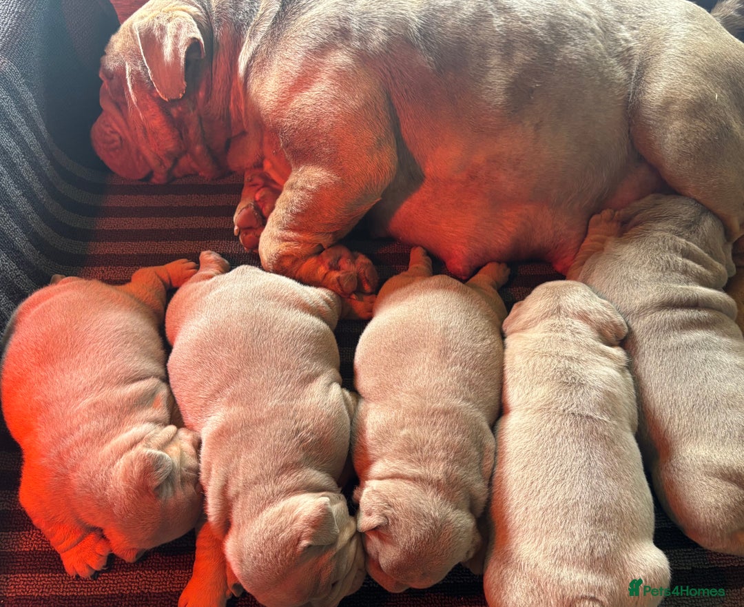 English Bulldog dogs for sale: Top Quality Chunky KC English Bulldogs  in Lampeter - Image 10