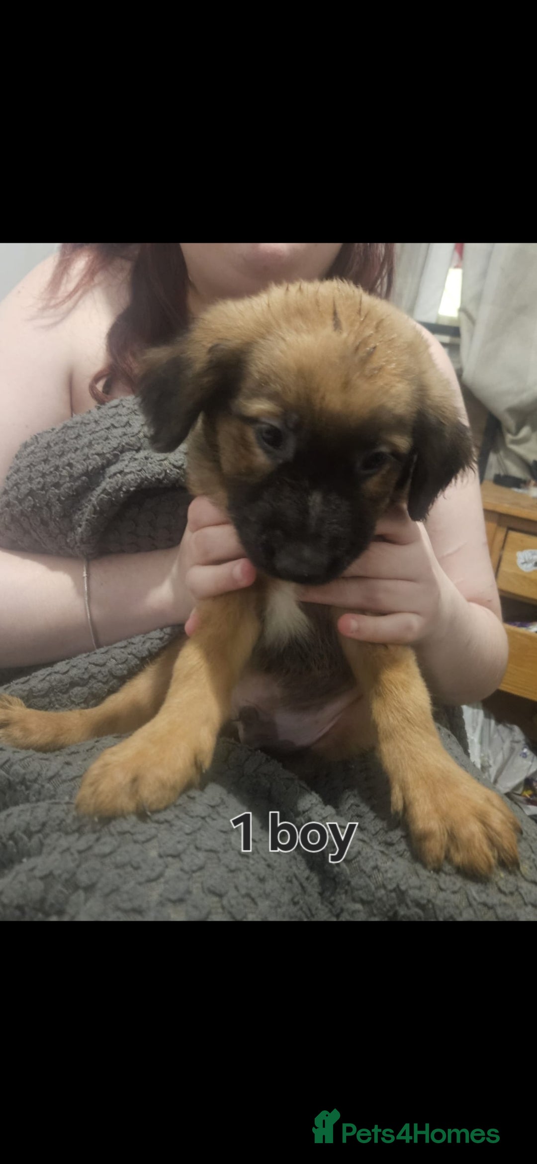 Mixed Breed dogs for sale: Puppies  - Advert 10