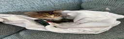 Mixed Breed cats for sale: Female Kitten  in Northampton - Advert 4