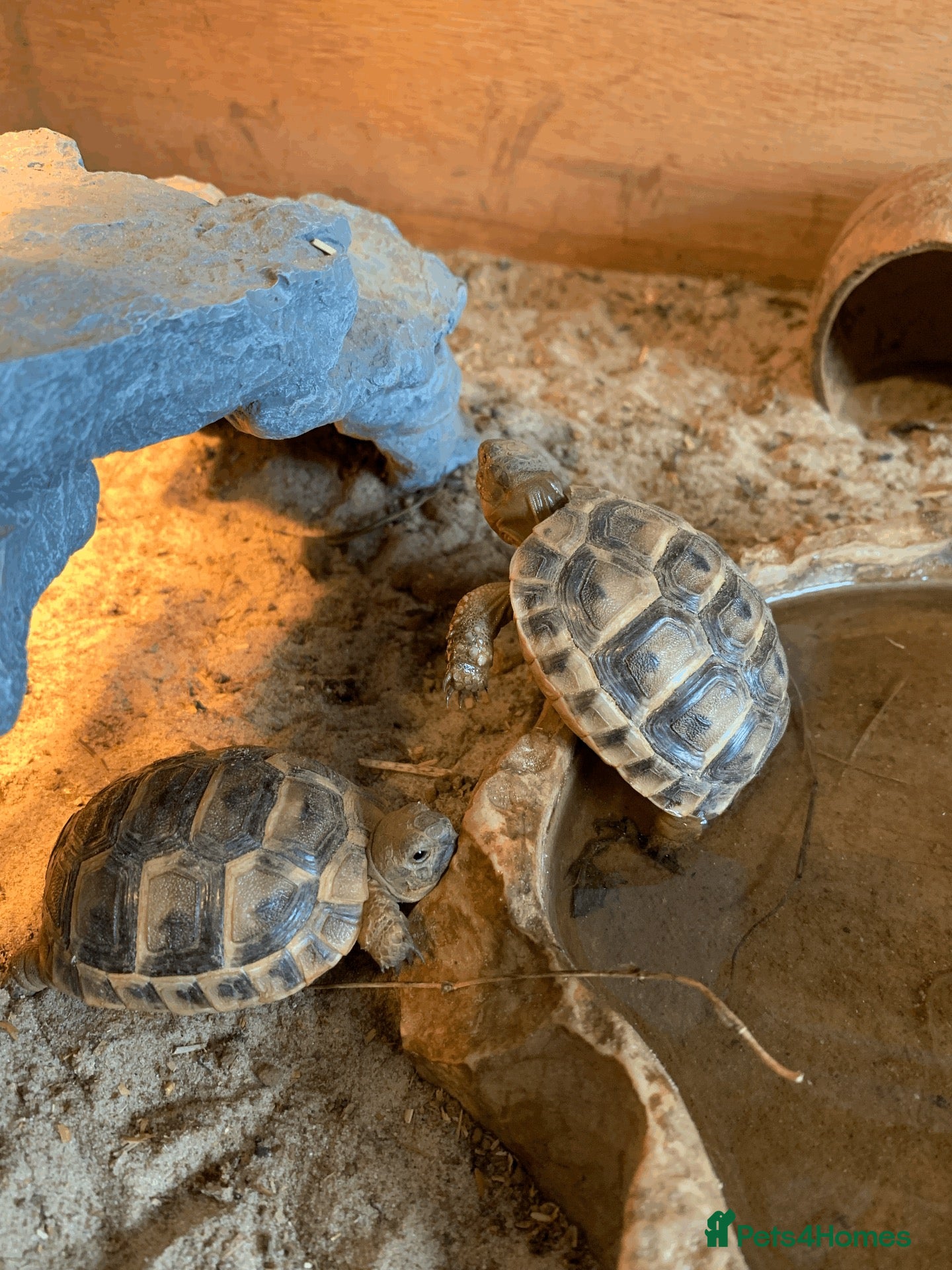 Tortoise reptiles Mediterranean Spur-thigh Hatchlings - Advert 1