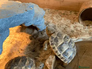 Tortoise reptiles Mediterranean Spur-thigh Hatchlings - Advert 1