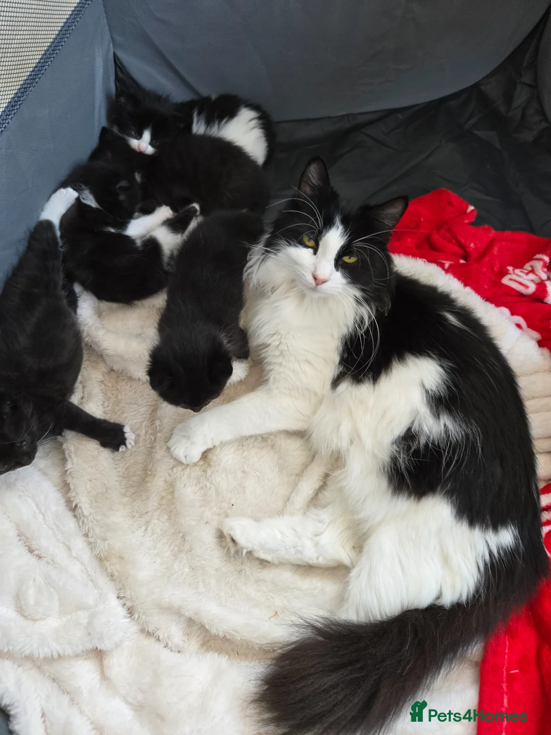 Mixed Breed cats for sale: Half Ragdoll kittens * 1 boy & 3 girls* - Advert 1