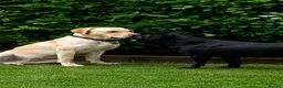 Labrador Retriever dogs for stud: ROYAL KENNEL CLUB REGISTERED LABRADOR  - Advert 9