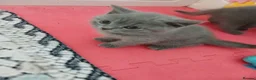 Brazilian Shorthair cats for sale: Full pedigree short hair kittens  in Blackburn - Advert 2