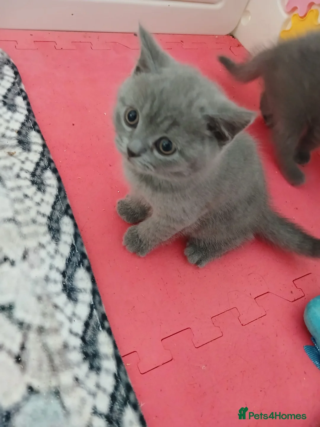 Brazilian Shorthair cats for sale: Full pedigree short hair kittens  in Blackburn - Advert 2