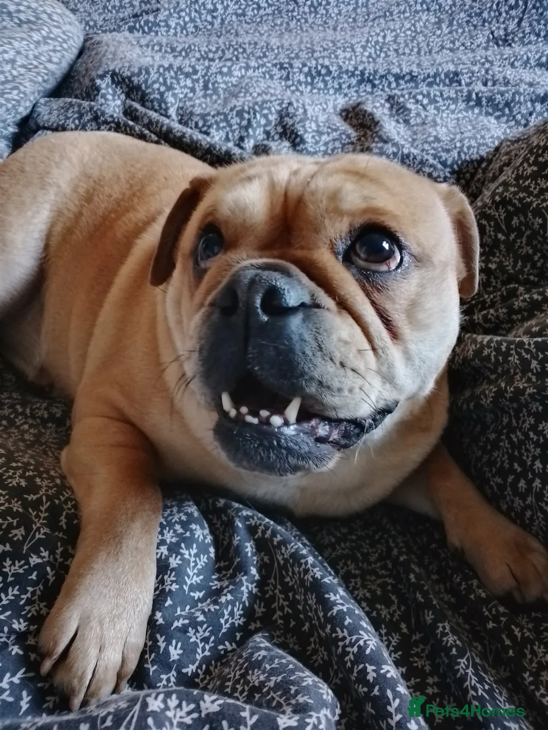 Mixed Breed dogs for sale: Pug mix  in Warrington - Advert 2