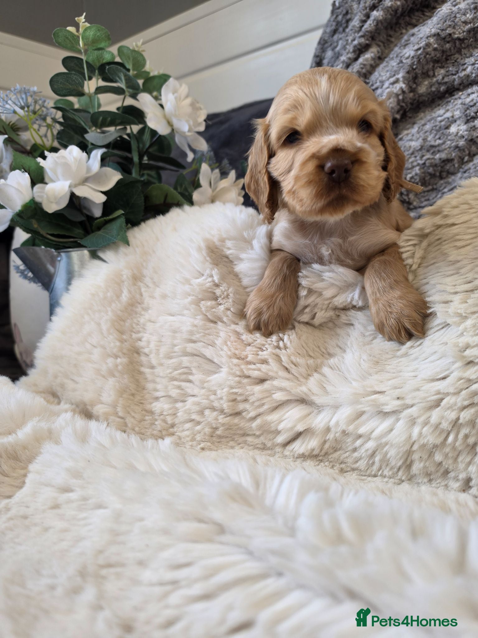 Cocker Spaniel dogs ✨️OUTSTANDING showtype health tested girl 🐶 - Advert 15