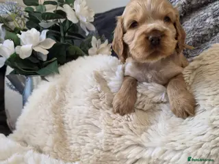 Cocker Spaniel dogs ✨️OUTSTANDING showtype health tested girl 🐶 - Advert 15