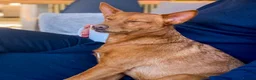 Mixed Breed dogs for adoption: Rusty - Foster or Forever home wanted! - Advert 6