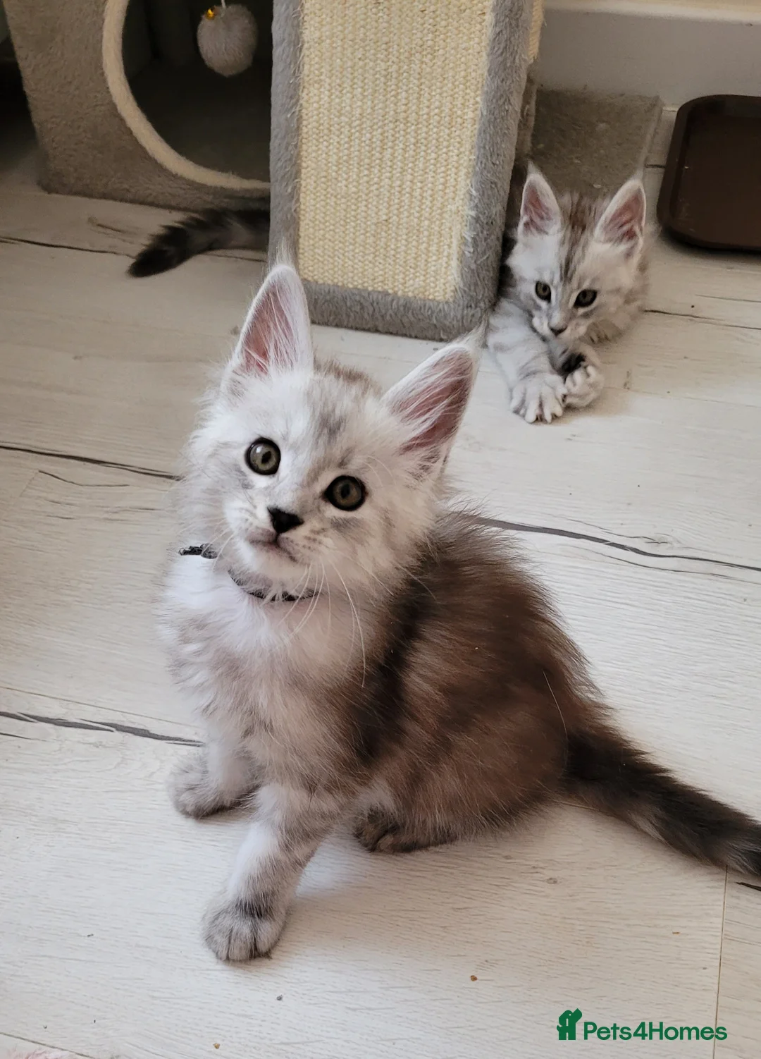 Maine Coon cats for sale: Tica registered Maine coon kittens  - Advert 16