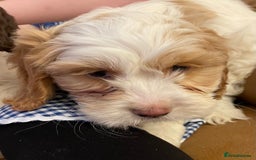 Cockapoo dogs for sale: Chunky Cockapoo Puppies - Image 7