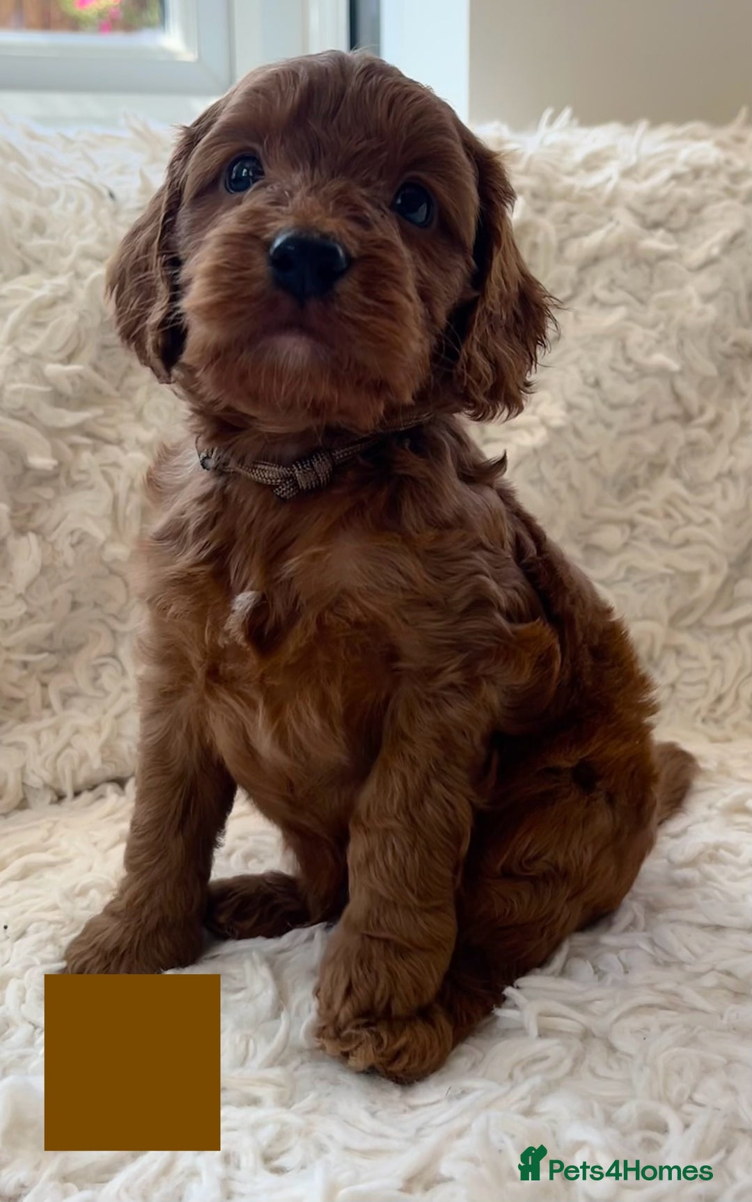 Cockapoo dogs for sale: A Beautiful litter of cockapoos  - Image 5